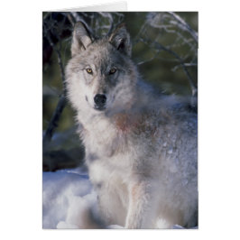Gray Wolf Lovers