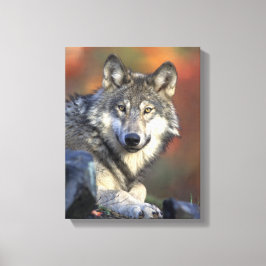 Gray Wolf Lovers Canvas Afdruk