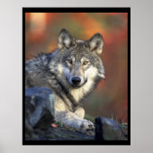Gray Wolf Lovers Poster (Voorkant)