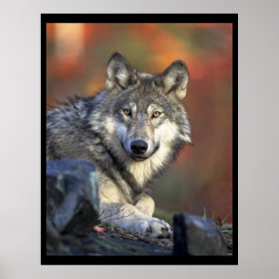 Gray Wolf Lovers Poster