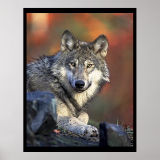 Gray Wolf Lovers Poster (Voorkant)