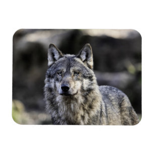 Gray Wolf Magneet
