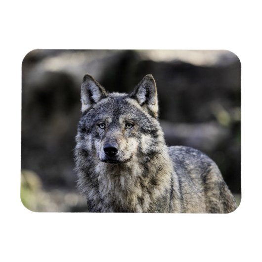 Gray Wolf Magneet (Horizontaal)