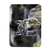 Gray Wolf Magneet (Verticaal)