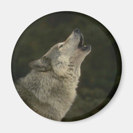Gray Wolf Magneet (Voorkant)