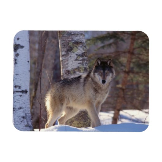 Gray Wolf Magnet Magneet (Horizontaal)