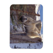Gray Wolf Magnet Magneet (Verticaal)