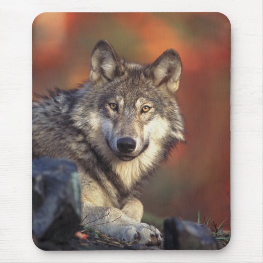 Gray Wolf Mousepad Muismat (Voorkant)
