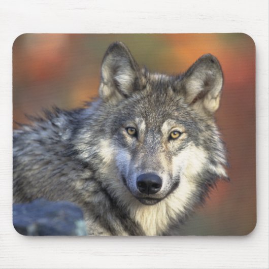 Gray Wolf Mousepad Muismat (Voorkant)