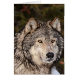 Gray Wolf Note Kaart