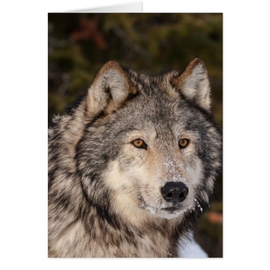 Gray Wolf Note Kaart (Voorkant)