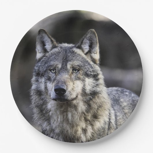 Gray Wolf Papieren Bordje (Voorkant)