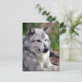 Gray Wolf Pose-168 Briefkaart (Staand voorkant)