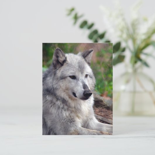 Gray Wolf Pose-168 Briefkaart (Staand voorkant)