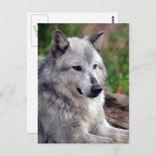 Gray Wolf Pose-168 Briefkaart (Voorkant / Achterkant)