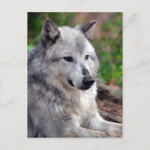 Gray Wolf Pose-168 Briefkaart