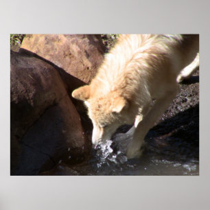 Gray Wolf Poster