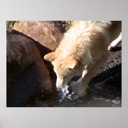 Gray Wolf Poster (Voorkant)