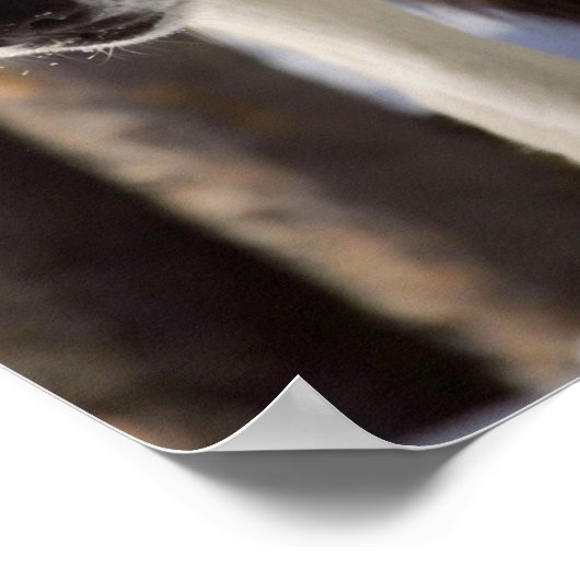 Gray Wolf Poster (Hoek)