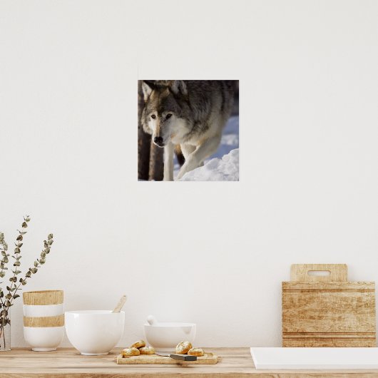 Gray Wolf Poster (Keuken)