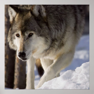 Gray Wolf Poster