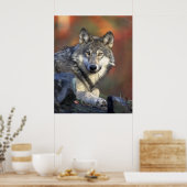 Gray Wolf Poster (Keuken)
