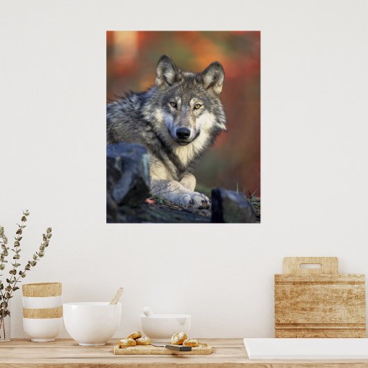 Gray Wolf Poster (Keuken)