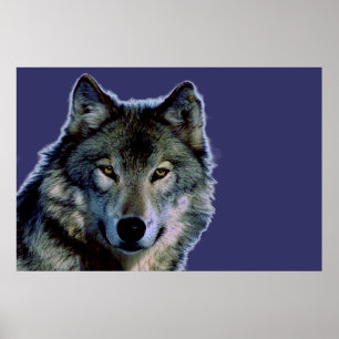 Gray Wolf Poster