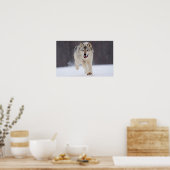 Gray Wolf Poster (Keuken)