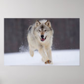 Gray Wolf Poster (Voorkant)