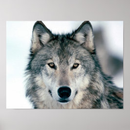 Gray Wolf Poster
