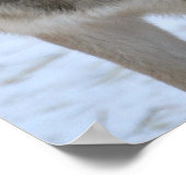 Gray Wolf Poster (Hoek)