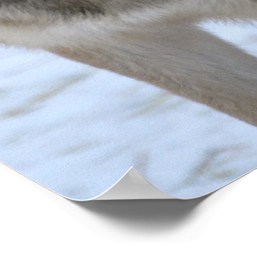 Gray Wolf Poster (Hoek)