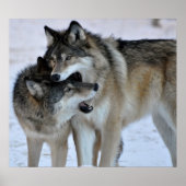 Gray Wolf Poster (Voorkant)