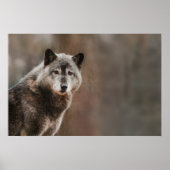 Gray Wolf Poster (Voorkant)