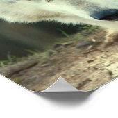 Gray Wolf Print (Hoek)