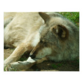 Gray Wolf Print Foto Afdruk (Voorkant)