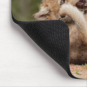 Gray Wolf Pups Wresting Muismat (Hoek)