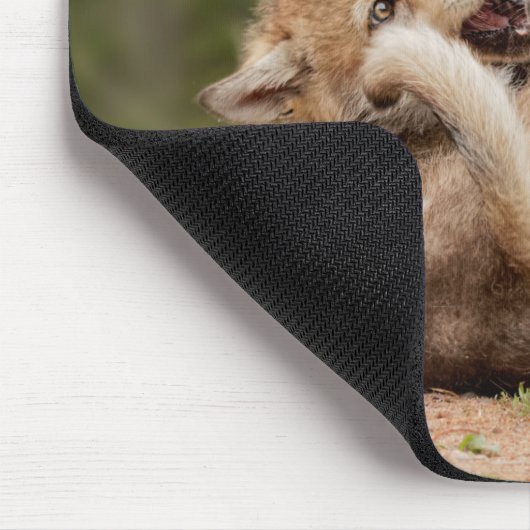 Gray Wolf Pups Wresting Muismat (Hoek)