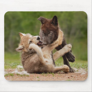 Gray Wolf Pups Wresting Muismat