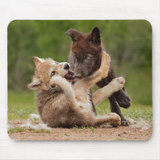 Gray Wolf Pups Wresting Muismat (Voorkant)
