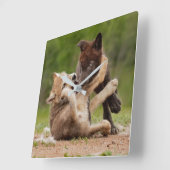 Gray Wolf Pups Wresting Vierkante Klok (Hoek)