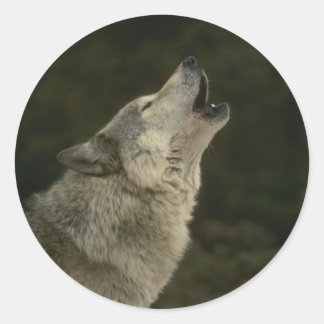 Gray Wolf Ronde Sticker