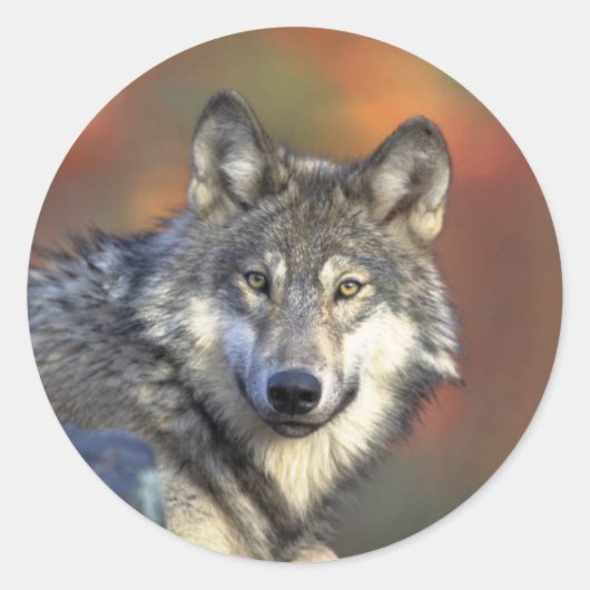 Gray Wolf Ronde Sticker (Voorkant)