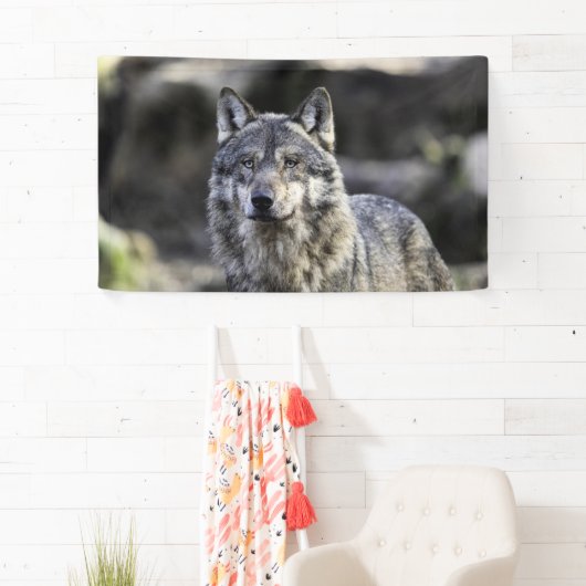 Gray Wolf Spandoek (Insitu)
