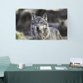 Gray Wolf Spandoek (Beurs)