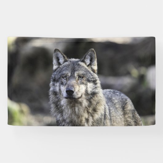 Gray Wolf Spandoek (Horizontaal)