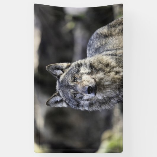 Gray Wolf Spandoek (Verticaal)