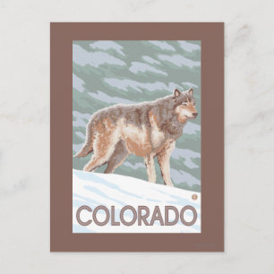 Gray Wolf StandingColorado Briefkaart