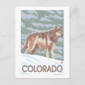 Gray Wolf StandingColorado Briefkaart (Voorkant)